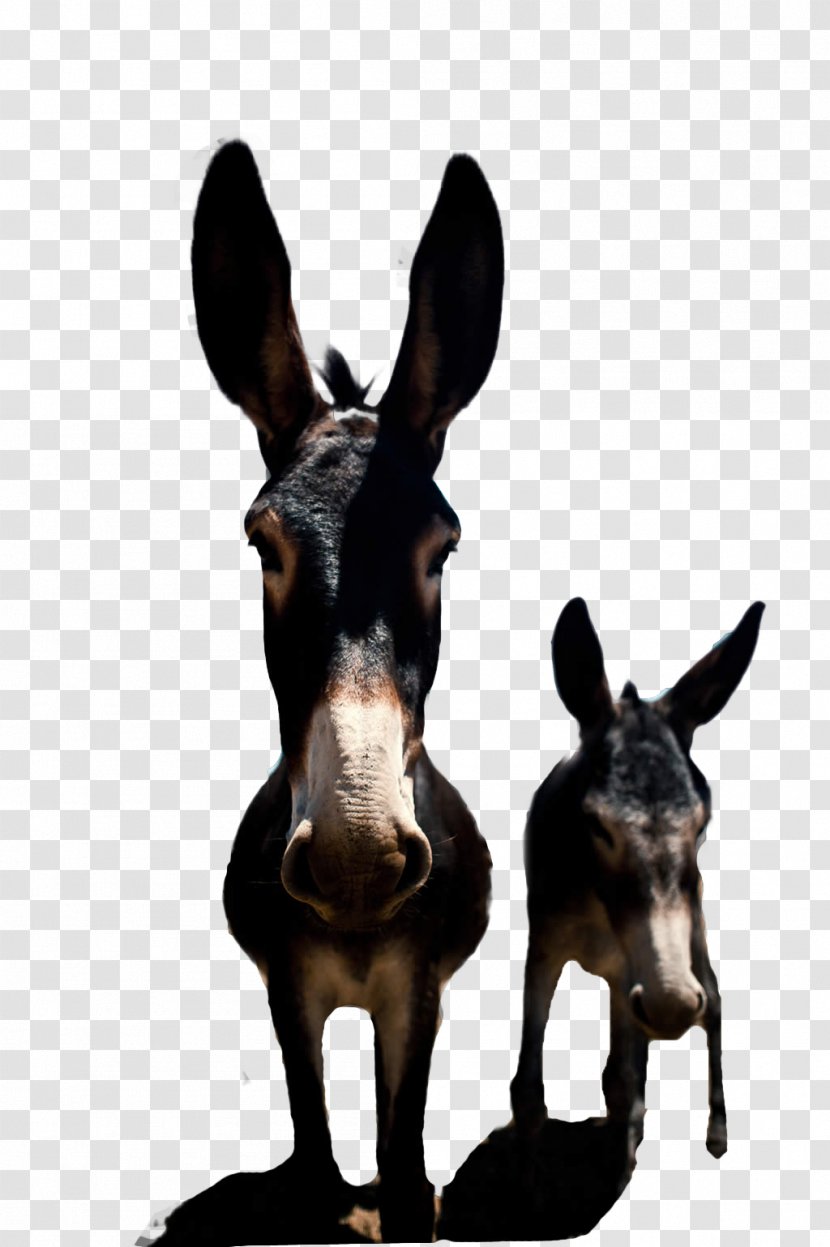 High-definition Television Funny Animal Donkey Wallpaper - Picture Material Transparent PNG