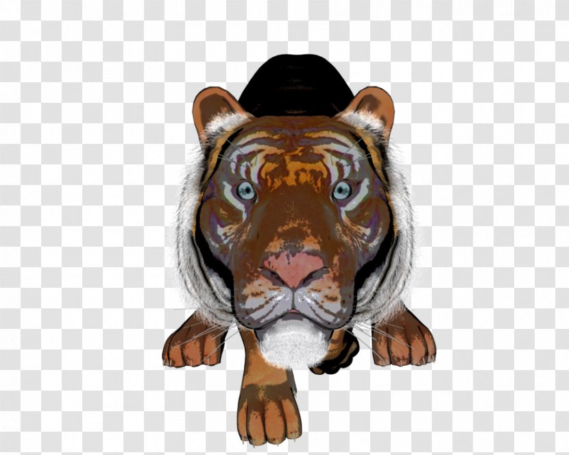 Tiger Big Cat Snout Transparent PNG
