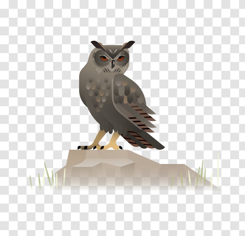Owl - Beak - Designer Transparent PNG