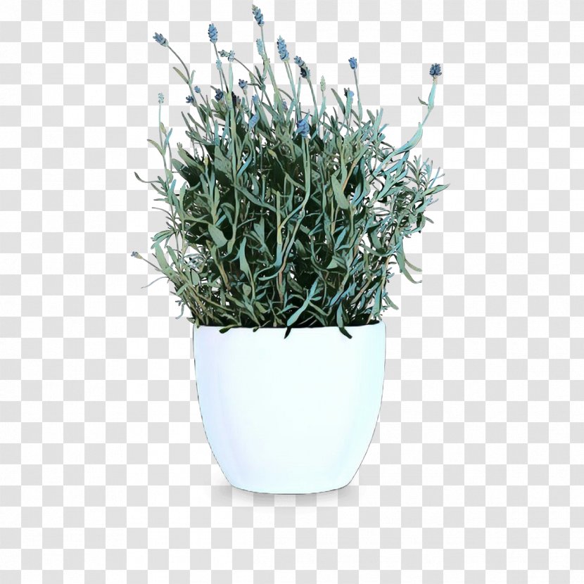 Herb - Perennial Plant Transparent PNG