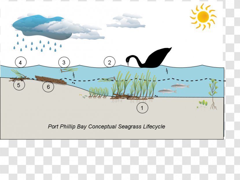 Marine Ecosystem Water Port Phillip Seagrass - Bay Transparent PNG