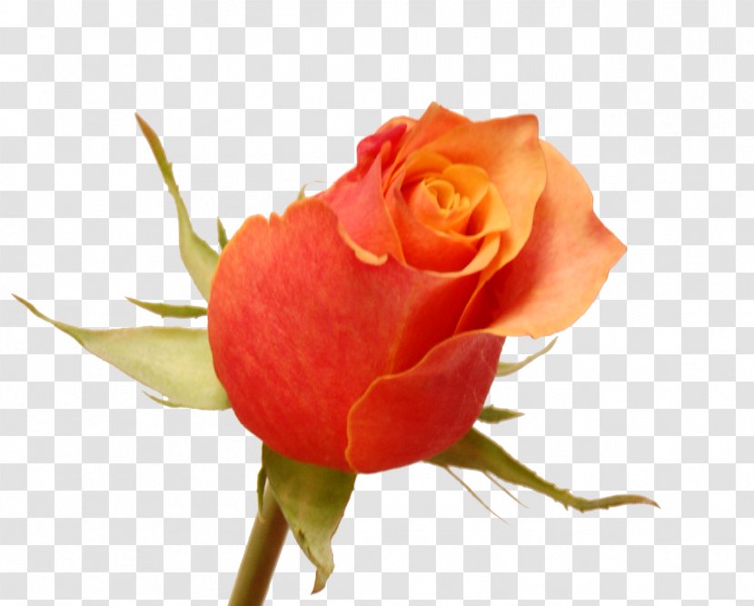 Garden Roses Cabbage Rose Floribunda Cut Flowers Petal - PIGION Transparent PNG