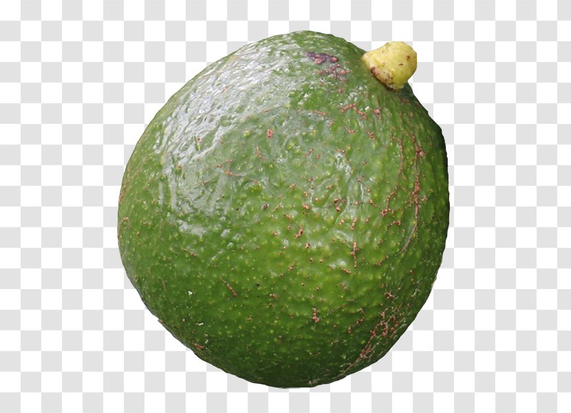 Hass Avocado Maluma Food Sushi Melon - Ripening Transparent PNG