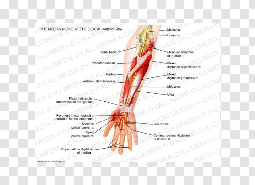 Thumb Median Nerve Elbow Anterior Interosseous - Watercolor - Arm Transparent PNG