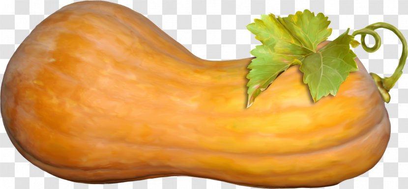 Butternut Squash Pumpkin Calabaza Vegetable - Software - Vegetables Sketch Picture Material,Great Transparent PNG