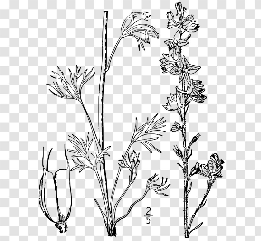 Carolina Larkspur Line Art Drawing Botanical Illustration - Floral Design - Plant Transparent PNG