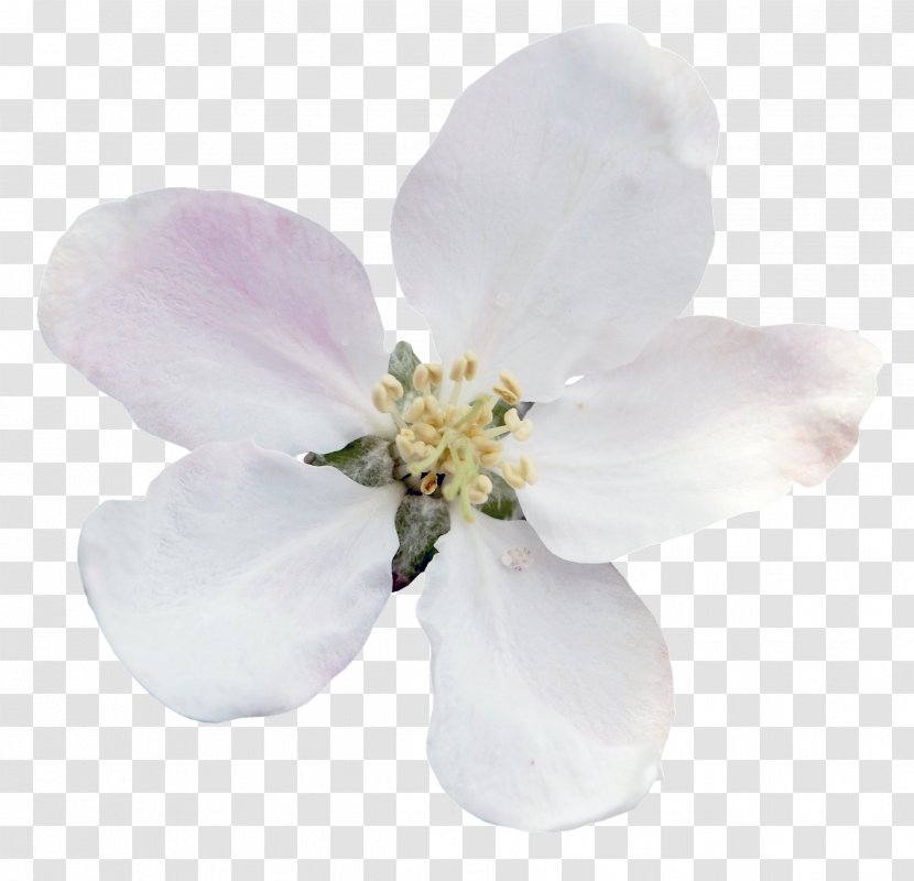 Flower Tulip Garden Yandex Snowdrop - Cherry Blossom Transparent PNG