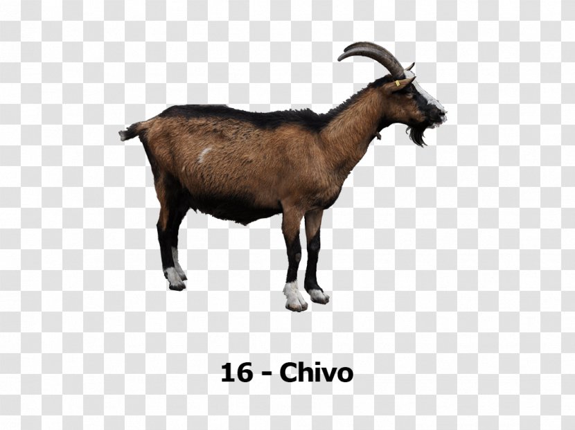 Rove Goat Cheese Clip Art - Livestock - Sheep Transparent PNG