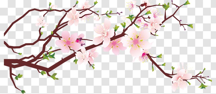 Cherry Blossom Clip Art - Peach Transparent PNG