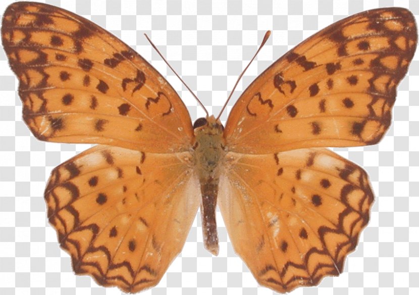 Butterfly Royalty-free Stock Photography - Lycaenid Transparent PNG