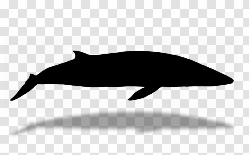 Tucuxi Dolphin Fauna Silhouette Beak - Common Dolphins Transparent PNG
