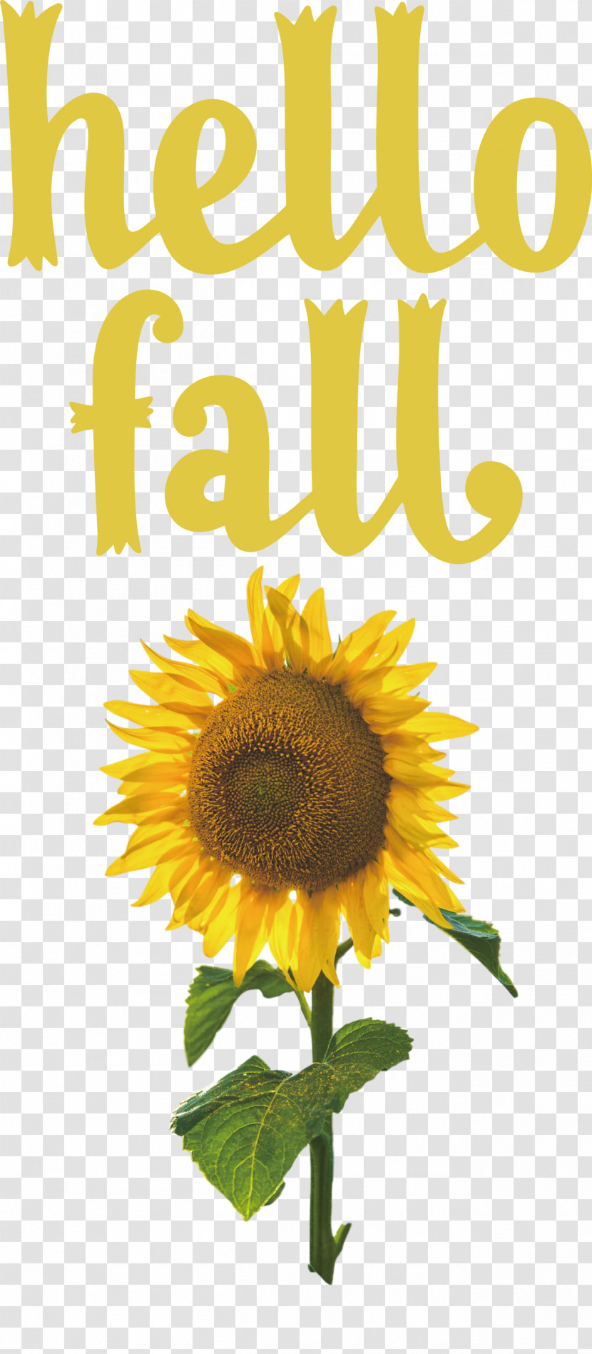 Hello Fall Fall Autumn Transparent PNG