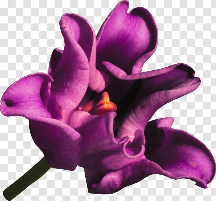 Tulip Flower Lilac Violet Clip Art - Purple Transparent PNG