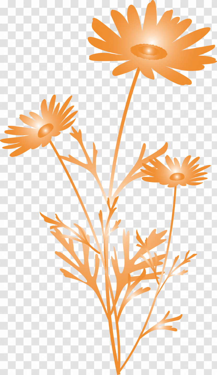 Marguerite Flower Spring Flower Transparent PNG