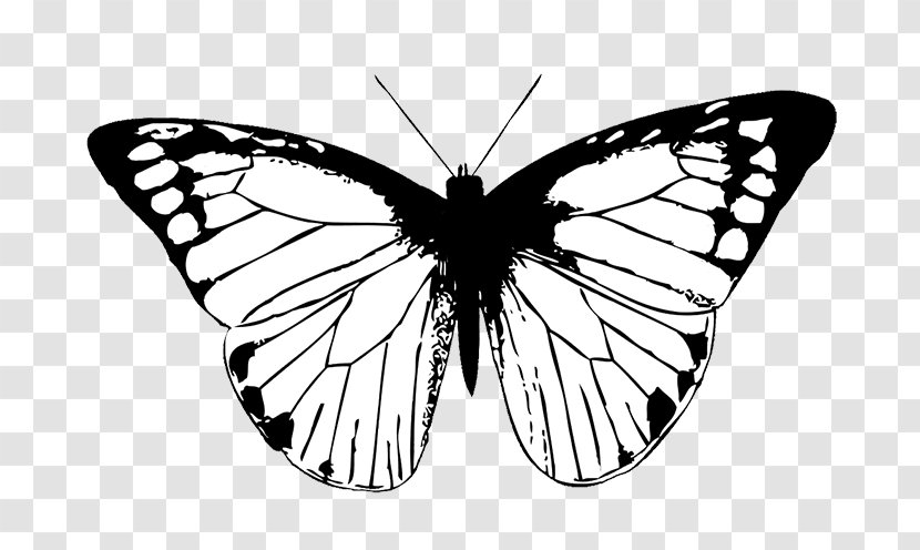 Monarch Butterfly Drawing Clip Art - Monochrome - White Transparent PNG