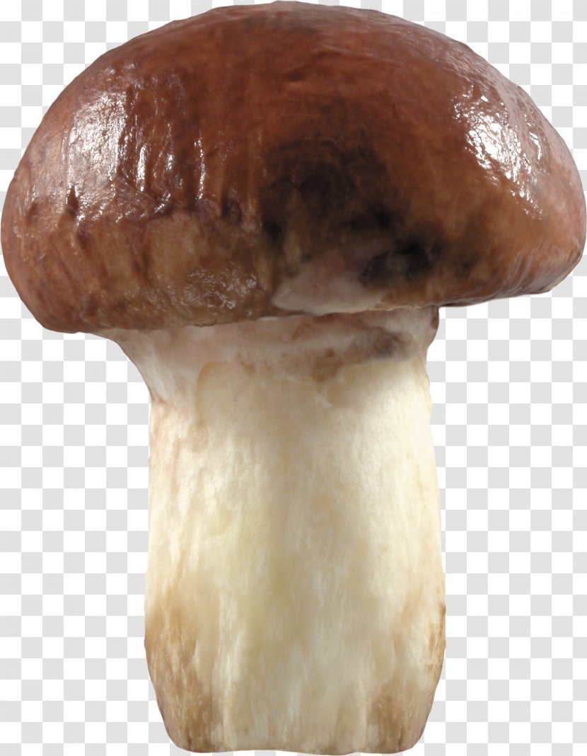 Mushroom Fungus Clip Art - Image Transparent PNG