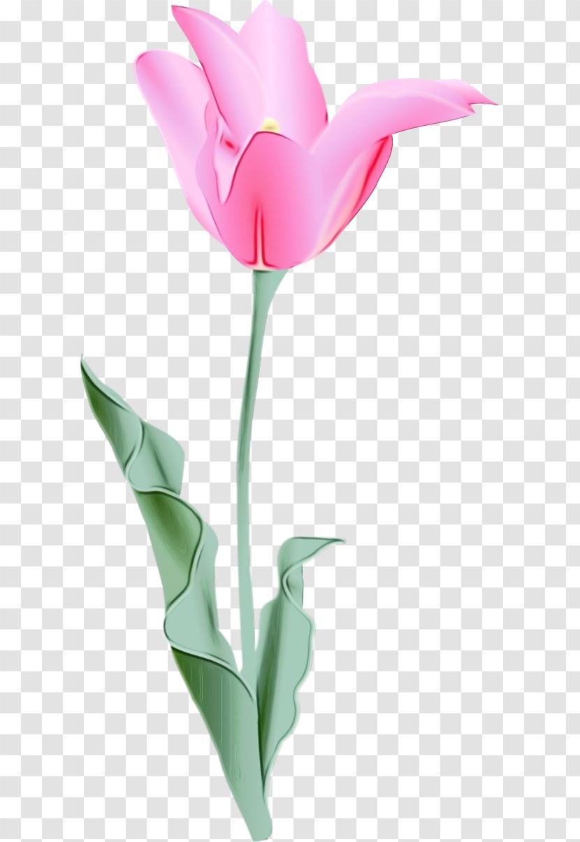 Watercolor Pink Flowers - Plant Stem - Anthurium Lily Family Transparent PNG