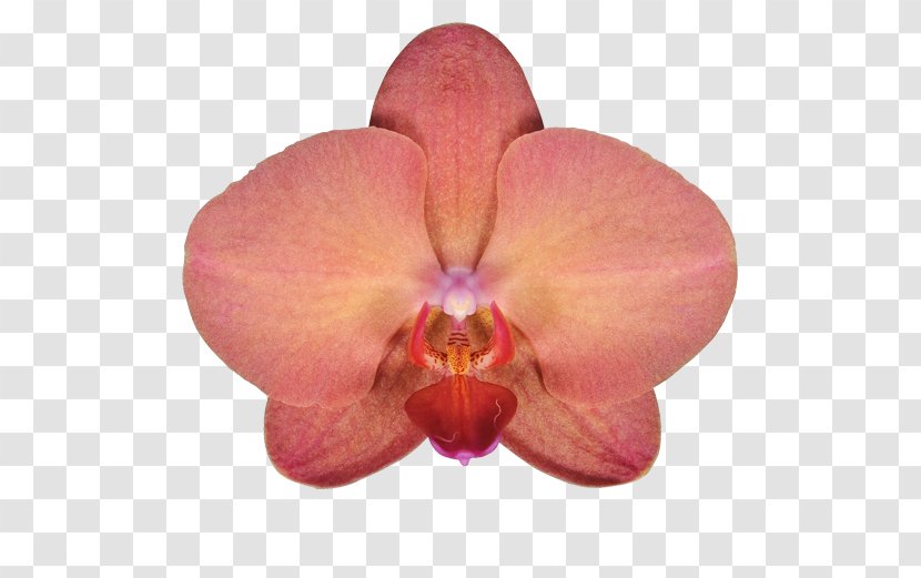 Moth Orchids Совместная покупка Cattleya Plant - Orchid - Pink Transparent PNG
