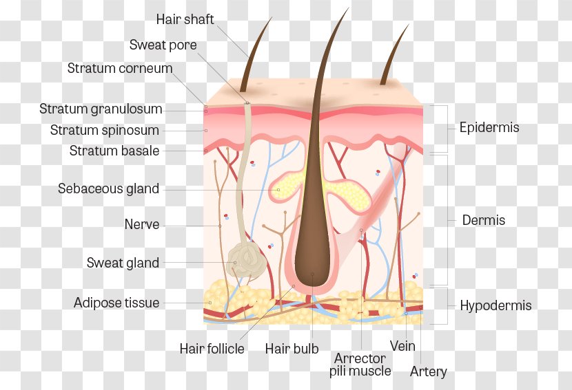 Human Skin Anatomy Hair Follicle Body - Silhouette Transparent PNG
