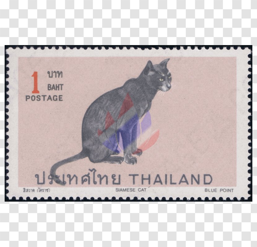 Siamese Cat Thai Balinese Wildcat American Shorthair - Burmese Transparent PNG