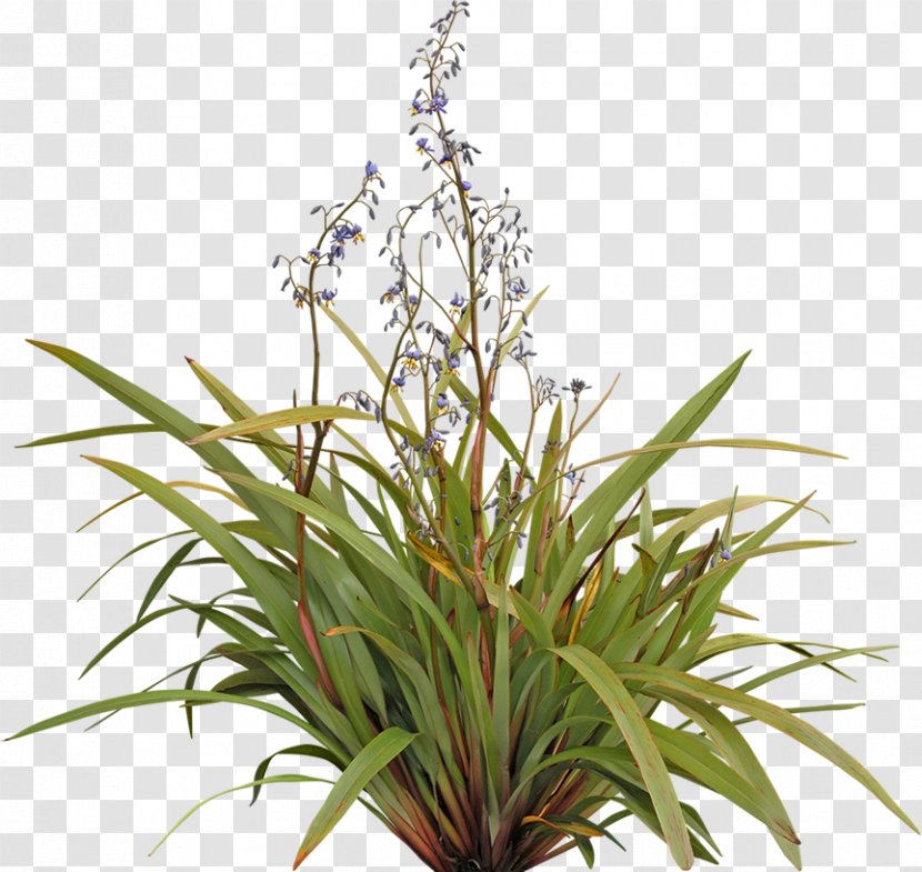 Flax Lilies Plant Dianella Tasmanica Shrub Tree - Terrestrial - Pot Transparent PNG