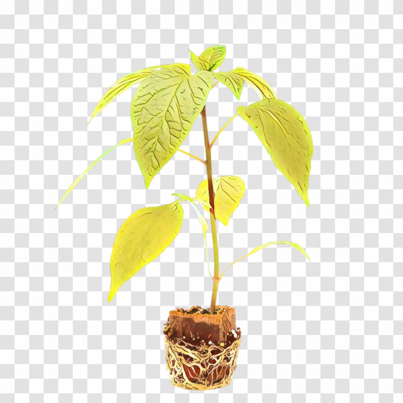 Tree Background - Houseplant - Perennial Plant Stem Transparent PNG