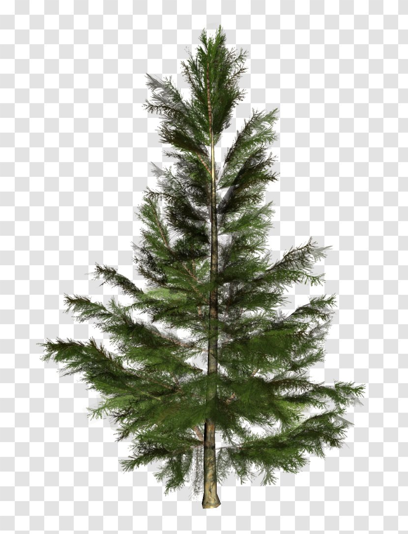 Spruce Pine Tree Fir Larch - Branch Transparent PNG