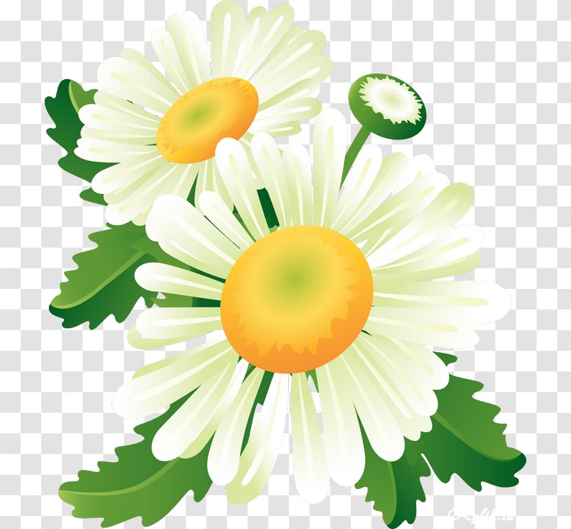 Flower Clip Art - Chamomile - Camomile Transparent PNG