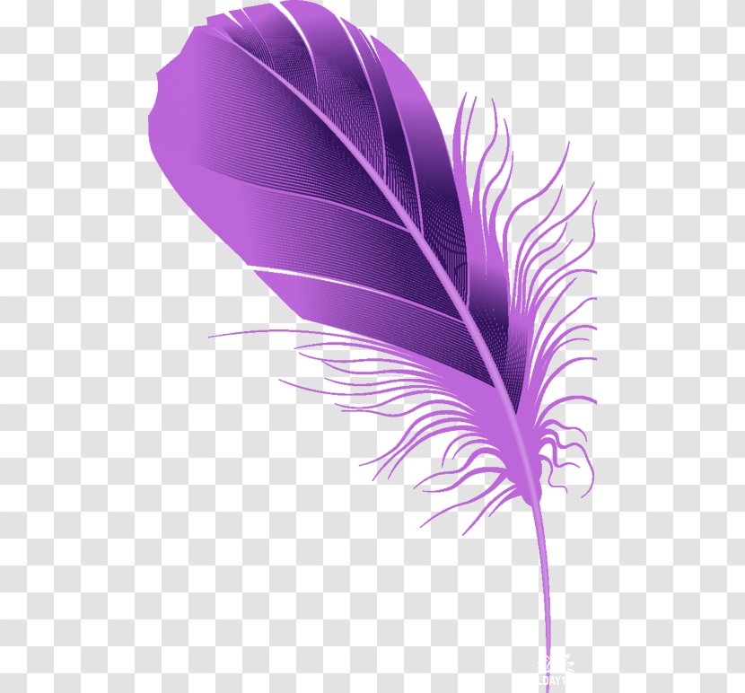 Feather Violet Quill Drawing - Leaf Transparent PNG
