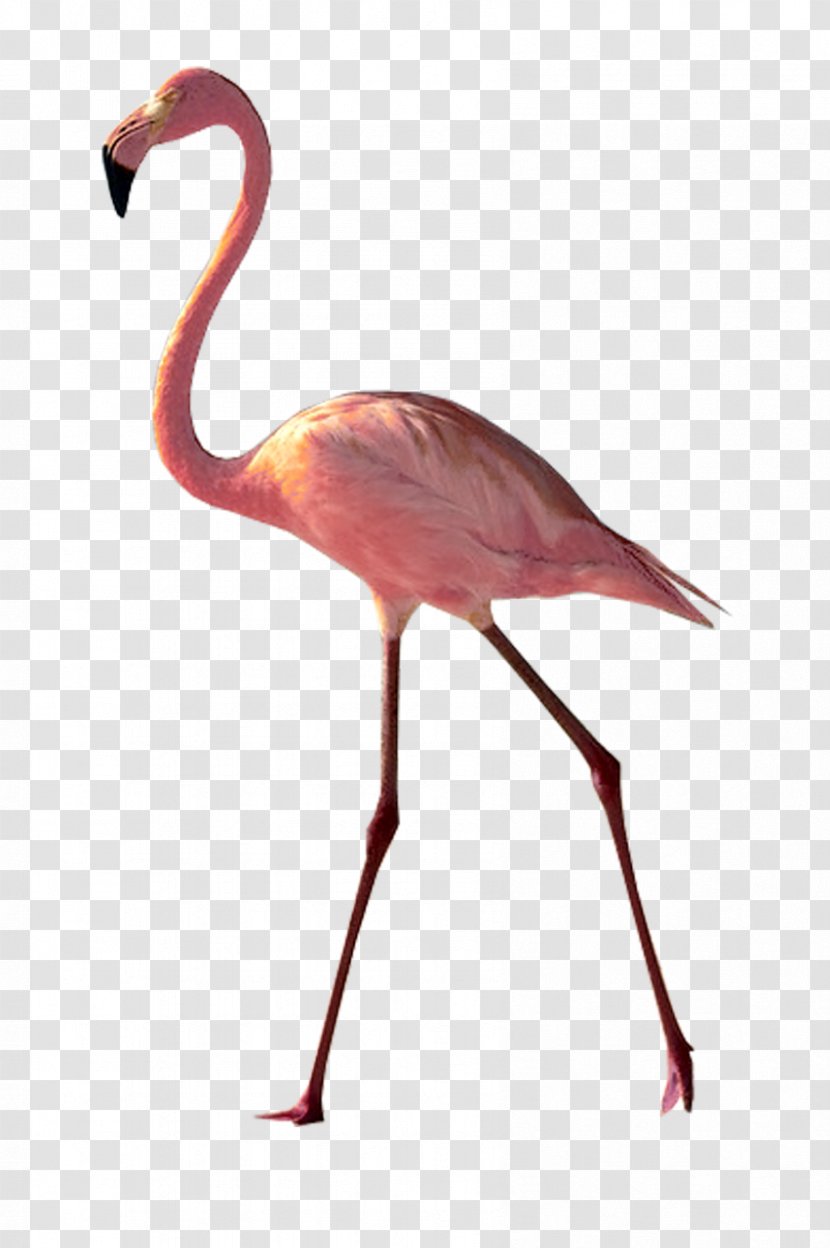 A Pink Flamingo Image Photograph Watercolor Painting - Greater Transparent PNG