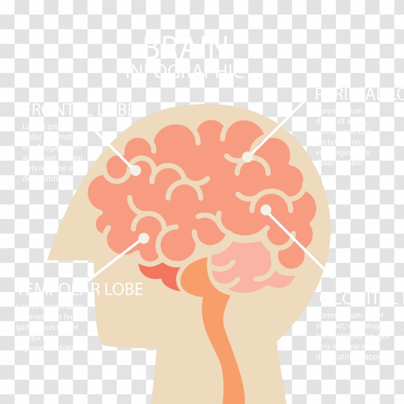 Human Brain Infographic Cerebrum - Cartoon - Vector Male Transparent PNG