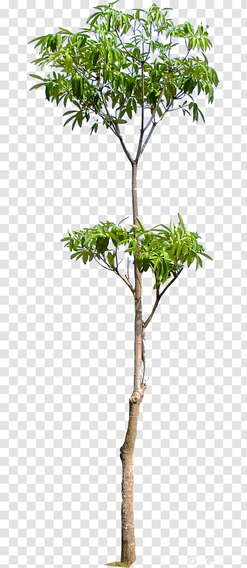 Tree Branch Woody Plant Trunk - Flowerpot - Arboles Transparent PNG