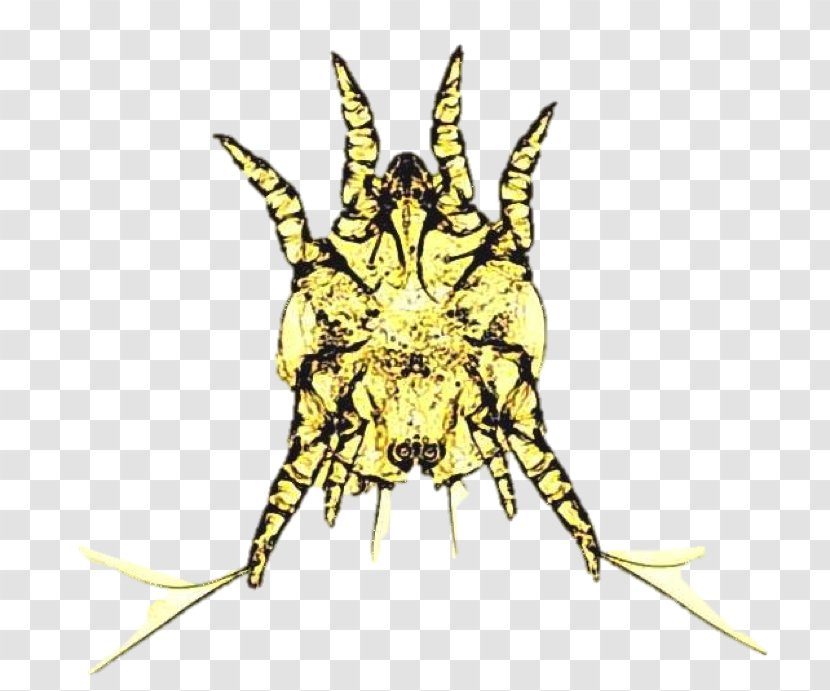 Insect Butterfly Art Otodectes Ear Mite - Character Transparent PNG