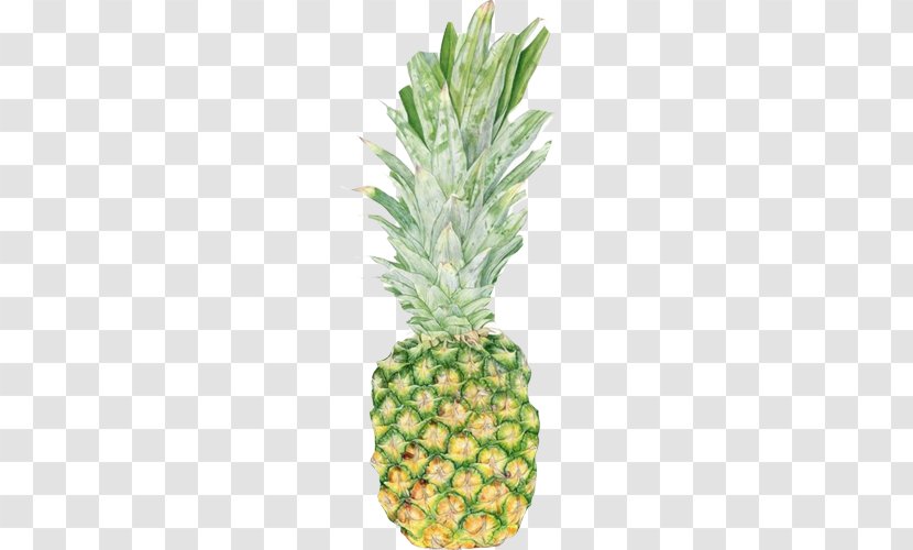 Pixf1a Colada Pineapple Quotation McCoy Memorial Nursing Center Food - Hand Painting Material Picture Transparent PNG