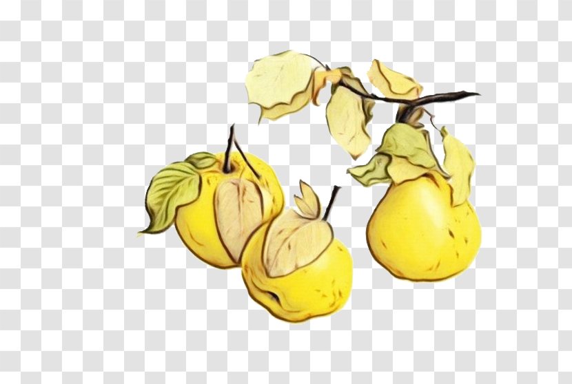 Pear Yellow Plant Tree - Paint - Quince Food Transparent PNG