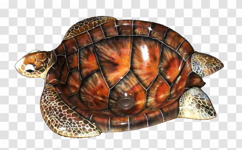 Box Turtle Artistic Illusions Sea Sink - Tortoise Transparent PNG