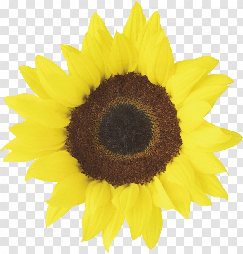 Common Sunflower Red Clip Art - Flower Transparent PNG