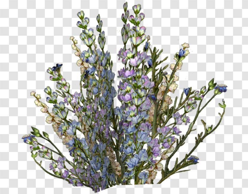 English Lavender Drawing Clip Art - Animation - Flowering Plant Transparent PNG