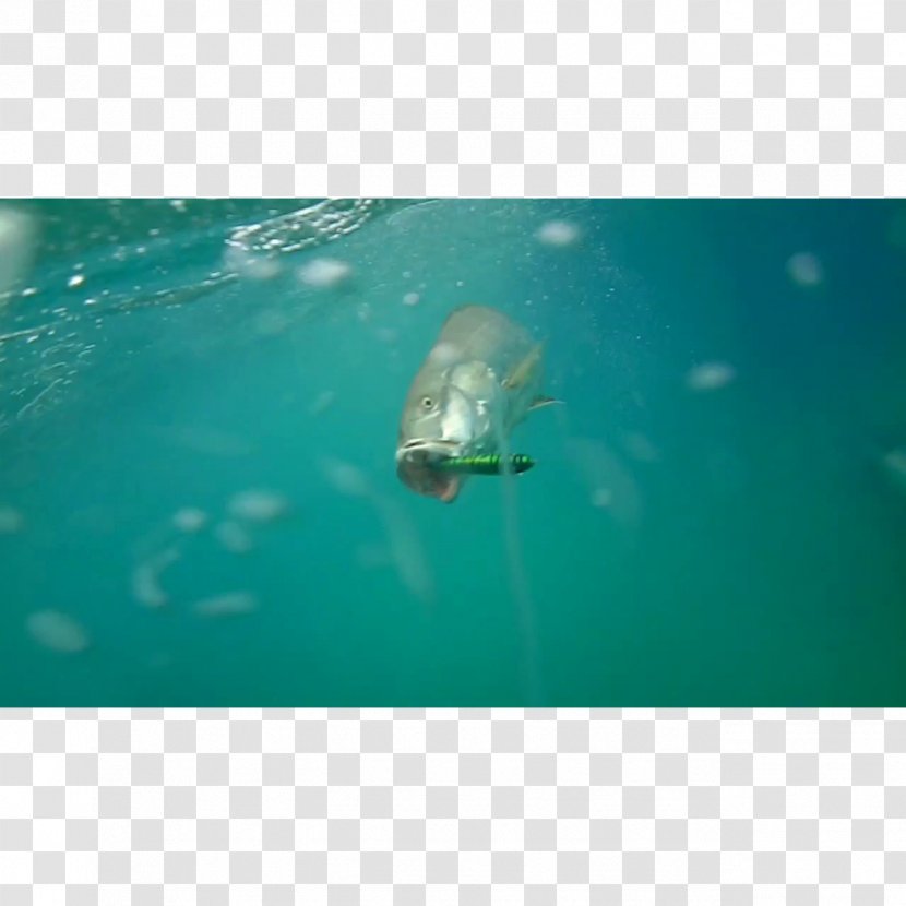 Underwater Sea Marine Biology Fish - Water Transparent PNG