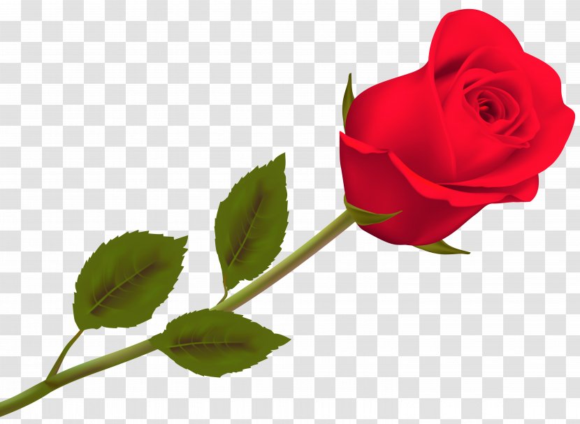 Valentine's Day Rose 2018 Desktop Wallpaper - Gift - Leslie Transparent PNG