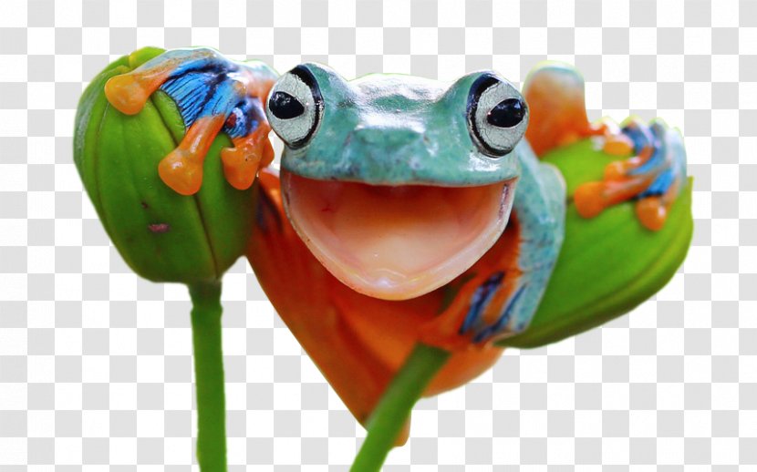 Red-eyed Tree Frog Frogs: A Chorus Of Colors Amphibian - Redeyed - Smiling Baby Milk Transparent PNG