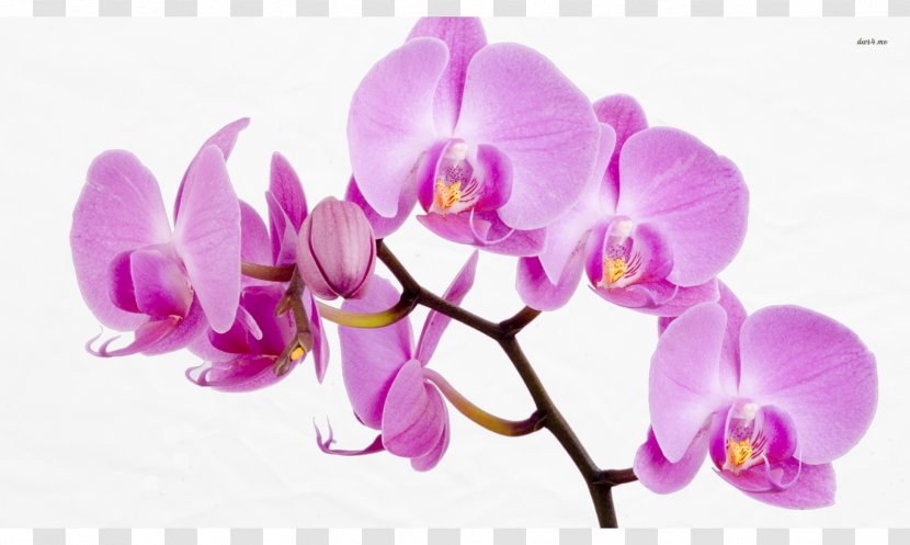 Orchids Flower Desktop Wallpaper Rose - Magenta Transparent PNG