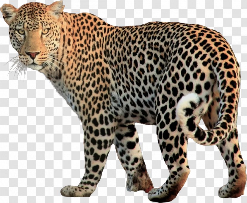 Snow Leopard Jaguar Felidae - Big Cats Transparent PNG