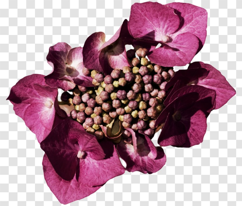 Hydrangea Cut Flowers Floral Design Petal - Magenta Transparent PNG