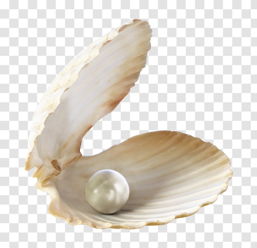 Earring Pearl Stock Photography Bracelet Necklace - Cockle - Shell Transparent PNG