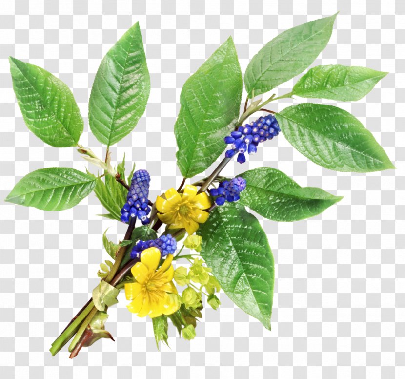 Flower Health Purple - Herbalism - Herbs Transparent PNG