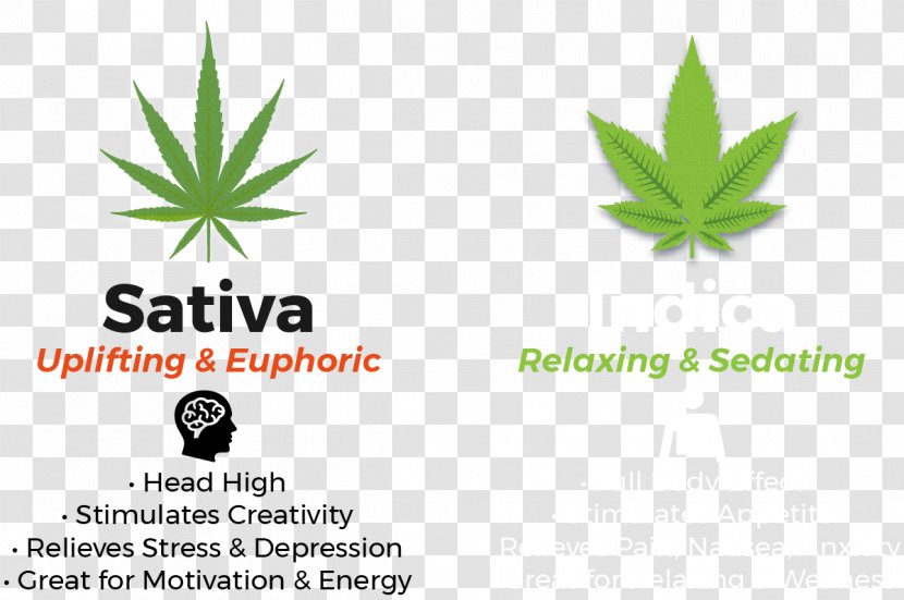 Cannabis Sativa Marijuana Hemp Erbachay Health Centers Logo - Indicating Transparent PNG