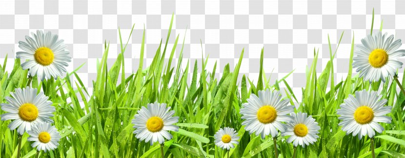 Common Daisy Lawn Photography Royalty-free Clip Art - Camomile Transparent PNG
