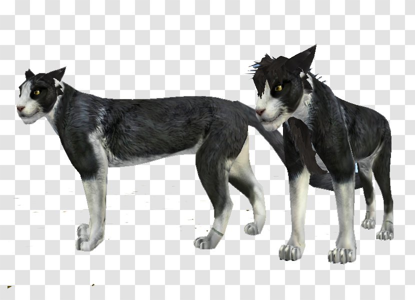 Lapponian Herder Saarloos Wolfdog Siberian Husky Seppala Sleddog Karelian Bear Dog - Feral Cat - Felidae Transparent PNG