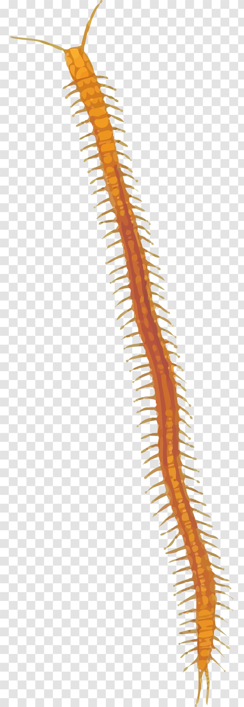 Centipedes Clip Art - Coreldraw - Arthropod Transparent PNG